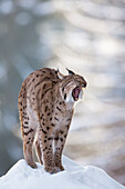 European Lynx (Lynx lynx) yawning in winter, Bavarian Forest National Park, Bavaria, Germany