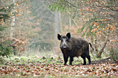 Portrait of Wild Boar (Sus scrofa), Germany