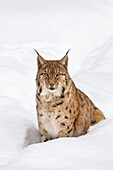 Portrait of European Lynx (Lynx lynx) in winter, Bavarian Forest National Park, Bavaria, Germany