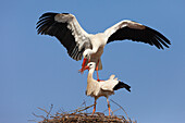 White Storks (Ciconia ciconia) Mating in Nest, Germany