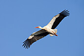 White Stork (Ciconia ciconia) in Flight, Germany