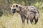 Portrait of young spotted hyena (Crocuta crocuta) in the Okavango Delta in Botswana, Africa