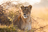 Porträt einer afrikanischen Löwin (Panthera leo) im Gebüsch sitzend im Okavango-Delta in Botswana, Afrika