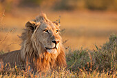 Portrait of an African lion (Panthera leo) laying in the grass at Okavango Delta in Botswana, Africa