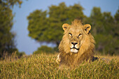 Porträt eines afrikanischen Löwen (Panthera leo), der im Gras liegt und in die Kamera schaut, im Okavango-Delta in Botsuana, Afrika