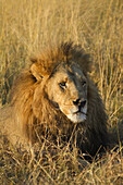 Porträt eines afrikanischen Löwen (Panthera leo), der im Gras liegt und in die Ferne schaut, im Okavango-Delta in Botsuana, Afrika