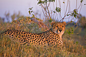 Porträt eines Geparden (Acinonyx jubatus), der im Gras liegt, im Okavango-Delta in Botswana, Afrika