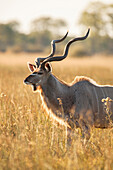 Großer Kudu (Tragelaphus strepsiceros) steht im Gras am Okavango-Delta in Botswana, Afrika