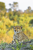 Porträt eines Geparden (Acinonyx jubatus), der auf dem Boden liegt und in die Ferne schaut, im Okavango-Delta in Botswana, Afrika