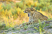 Gepard (Acinonyx jubatus) liegt auf dem Boden und gähnt im Okavango-Delta in Botswana, Afrika