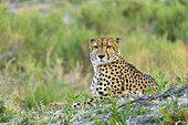 Porträt eines Geparden (Acinonyx jubatus), der auf dem Boden liegt und in die Kamera schaut, im Okavango-Delta in Botswana, Afrika