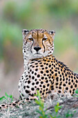Porträt eines Geparden (Acinonyx jubatus), der auf dem Boden liegt und in die Kamera schaut, im Okavango-Delta in Botsuana, Afrika