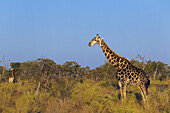 Südliche Giraffe (Giraffa giraffa) im Feld stehend im Okavango-Delta in Botswana, Afrika