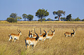 Gruppe roter Blesshühner (Kobus leche leche) im Gras stehend im Okavango-Delta in Botswana, Afrika