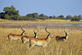 Gruppe roter Blesshühner (Kobus leche leche) im Gras stehend im Okavango-Delta in Botsuana, Afrika