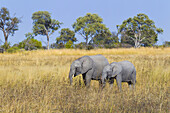 African elephant and calf (Loxodonta africana) standing in a grassy field at the Okavango Delta in Botswana, Africa