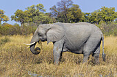 Profile of an African elephant (Loxodonta africana) feeding on the grass at the Okavango Delta in Botswana, Africa