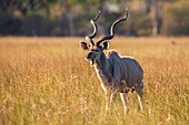 Greater Kudu (Tragelaphus strepsiceros) standing in the grass on the Okavango Delta in Botswana, Africa