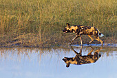 Wildhund (Lycaon pictus), der im Gras neben einer Wasserstelle im Okavango-Delta in Botswana, Afrika, läuft