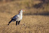 Profile portrait of a secretary bird (Sagittarius serpentarius) walking in a grassy field at the Okavango Delta in Botswana, Africa