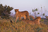 Cheetahs (Acinonyx jubatus), mother and young in the grass at sunrise at the Okavango Delta, Botswana, Africa