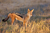 Schwarzrückenschakal (Canis mesomelas) im Gras stehend bei Sonnenaufgang im Okavango-Delta in Botswana, Afrika