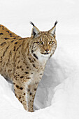 Porträt eines Eurasischen Luchses (Lynx lynx), der im Tiefschnee steht, in Bayern, Deutschland