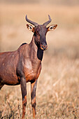 Portrait of a Topi or Tsessebe (Damaliscus lunatus) standing in the grass and looking at the camera at the Okavango Delta in Botswana, Africa