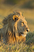 Porträt eines afrikanischen Löwen (Panthera leo), der im Gras liegt und in die Ferne schaut, im Okavango-Delta in Botswana, Afrika