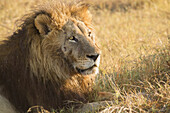 Porträt eines afrikanischen Löwen (Panthera leo), der im Gras liegt und in die Ferne schaut, im Okavango-Delta in Botsuana, Afrika