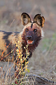 Wildhund (Lycaon pictus) mit blutigem Gesicht nach dem Fressen im Okavango-Delta in Botswana, Afrika