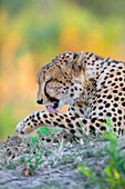 Cheetah (Acinonyx jubatus) licking his paw at the Okavango Delta in Botswana, Africa
