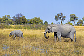 Ausgewachsener Afrikanischer Buschelefant (Loxodonta africana) und Kalb beim Spaziergang durch das Grasland im Okavango-Delta in Botswana, Afrika