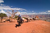 Grand Canyon, Arizona, Usa; Cowboy Leading Mule Train Out Of Canyon