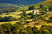 Rural Landscape; Yorkshire, England, Uk