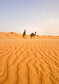Zwei Kamele wandern durch die Wüste; Wahiba, Oman
