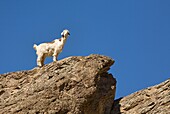 Flinkfüßige Ziege schaut von einem Felsen herunter; Wadi As Sahtan, Hajjar-Gebirge, Oman
