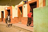 Boy And Donkey On Small Town Street; Copala, Sinaloa, Mexico