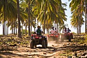 Drivers On Quadbikes Taking Part In Atv Tour; Stone Island, Mazatlan, Sinaloa, Mexico