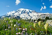 Wildblumen im Mount Rainier National Park, Washington, USA
