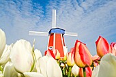 Windmill And Tulips At Wooden Shoe Tulip Farm; Woodburn, Oregon, Usa