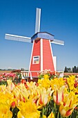 Windmühle auf der Wooden Shoe Tulpenfarm; Willamette Valley, Woodburn, Oregon, USA
