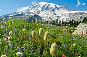 Wildblumen im Mount Rainier National Park; Mount Rainier National Park, Washington State, Usa