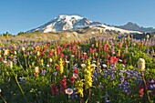 Wildflowers In Mount Rainier National Park - Washington, Mt. Rainier National Park, Washington State, Usa