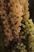 White Grapes, Close-Up; Castello Di Verrazzano, Greti, Italy
