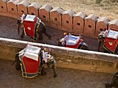 Vier Mahouts reiten auf ihren Elefanten im Amber Fort; Amber, Jaipur, Rajasthan, Indien