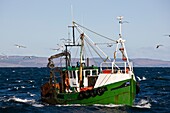 Fischerboot und Möwen