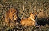 Männlicher und weiblicher Löwe im Gras; Masai Mara Game Reserve, Kenia