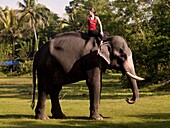 Junge Frau übt Yoga auf dem Rücken eines Elefanten; Kerala, Indien