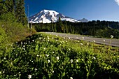 Wildblumen entlang der Straße, Mt. Rainier im Hintergrund; Mt. Rainier National Park, Washington State, USA